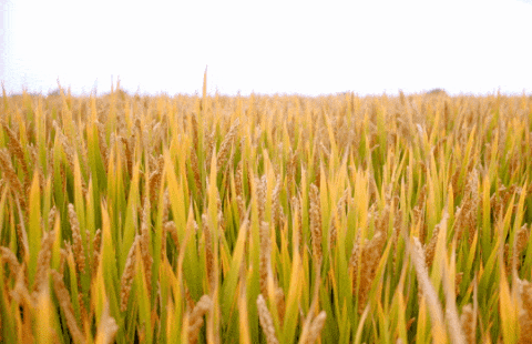 BC贷·(中国游)官方网站