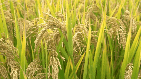 BC贷·(中国游)官方网站